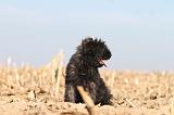 BOUVIER DES FLANDRES 161
